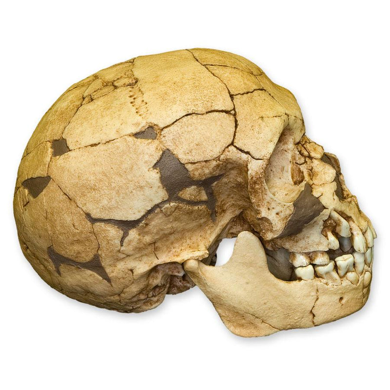Replica Teshik-Tash Child Skull