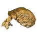Replica Sangiran 17 Skull