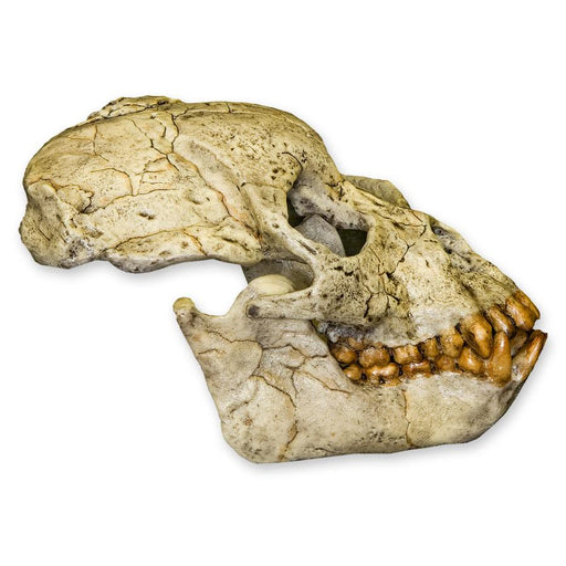 Replica Proconsul Skull