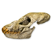 Replica Proconsul Skull