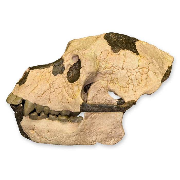 Replica Aegyptopithecus zeuxis Skull