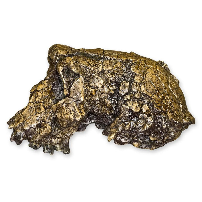 Replica Sahelanthropus / Toumai Skull