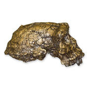 Replica Sahelanthropus / Toumai Skull