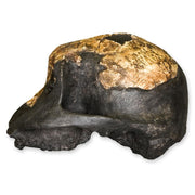 Replica KNM ER 732 Skull - Female