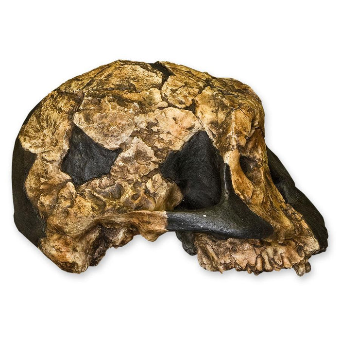 Replica KNM ER 732 Skull - Female