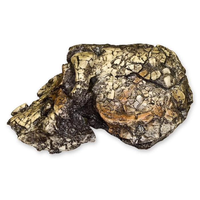 Replica Kenyanthropus Skull