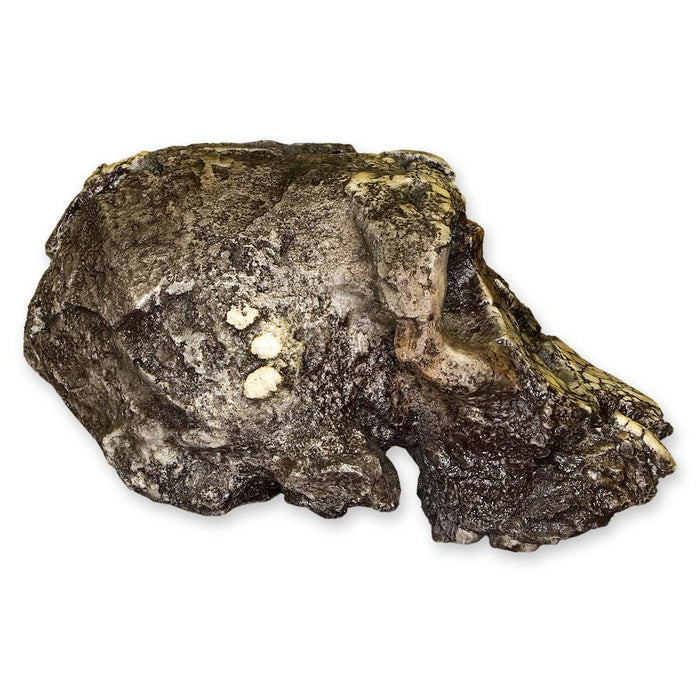 Replica Kenyanthropus Skull