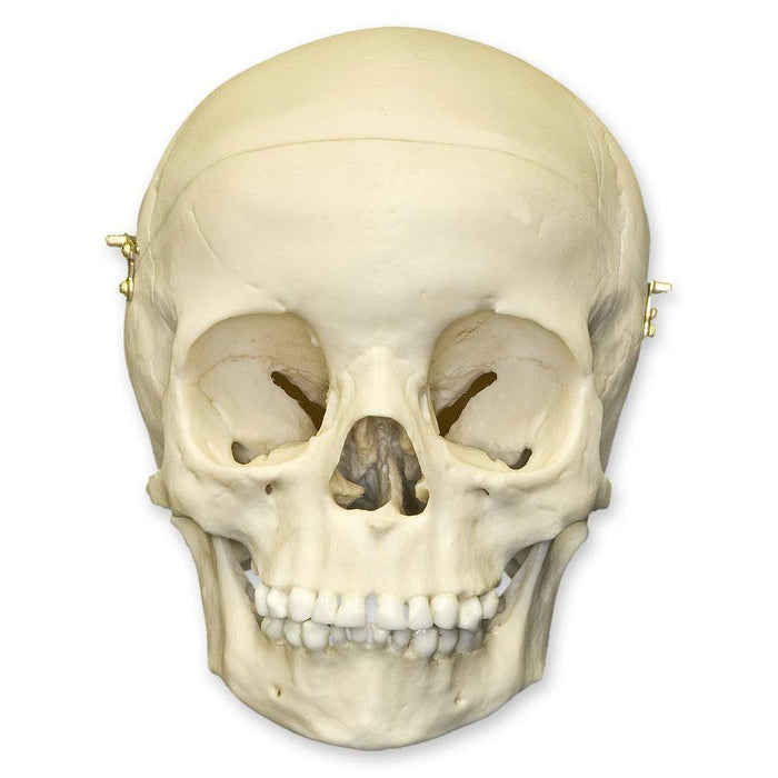 Replica 5-year-old Human Child Skull Calvarium Cut