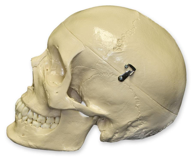 Replica Human Skull with Teeth for Extraction 4 Part