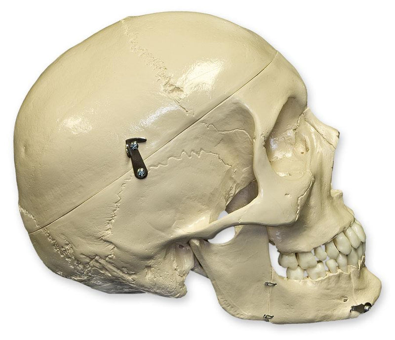 Replica Human Skull with Teeth for Extraction 4 Part
