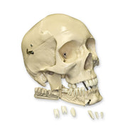Replica Human Skull with Teeth for Extraction 4 Part