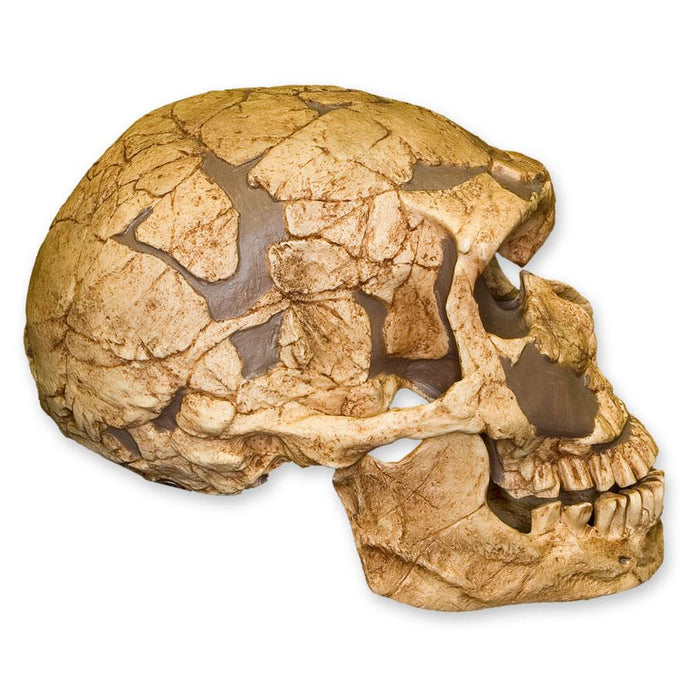 Replica Homo erectus Skull (Economy Cranium) — Skulls Unlimited