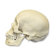 Replica Human Skull - Asian Female