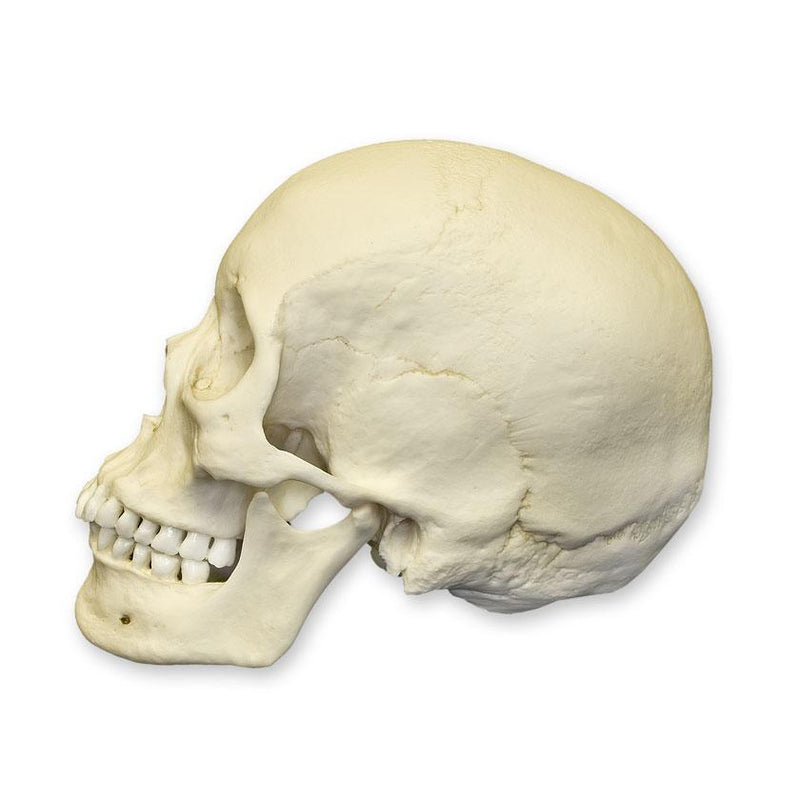 Replica Human Skull - Asian Female