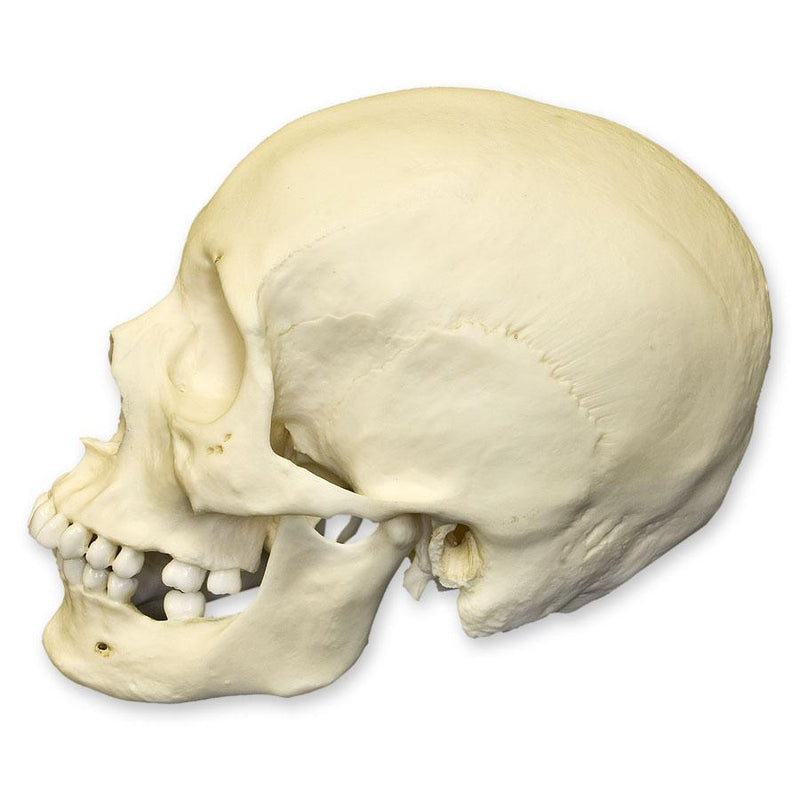 Replica Human Skull - African Female