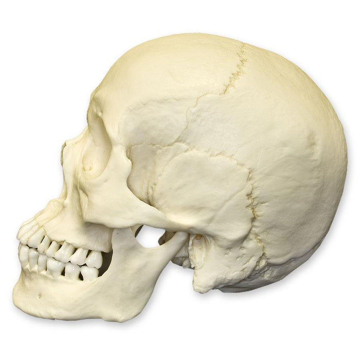 Replica Human Skull - Asian Male