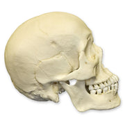 Replica Human Skull - Asian Male