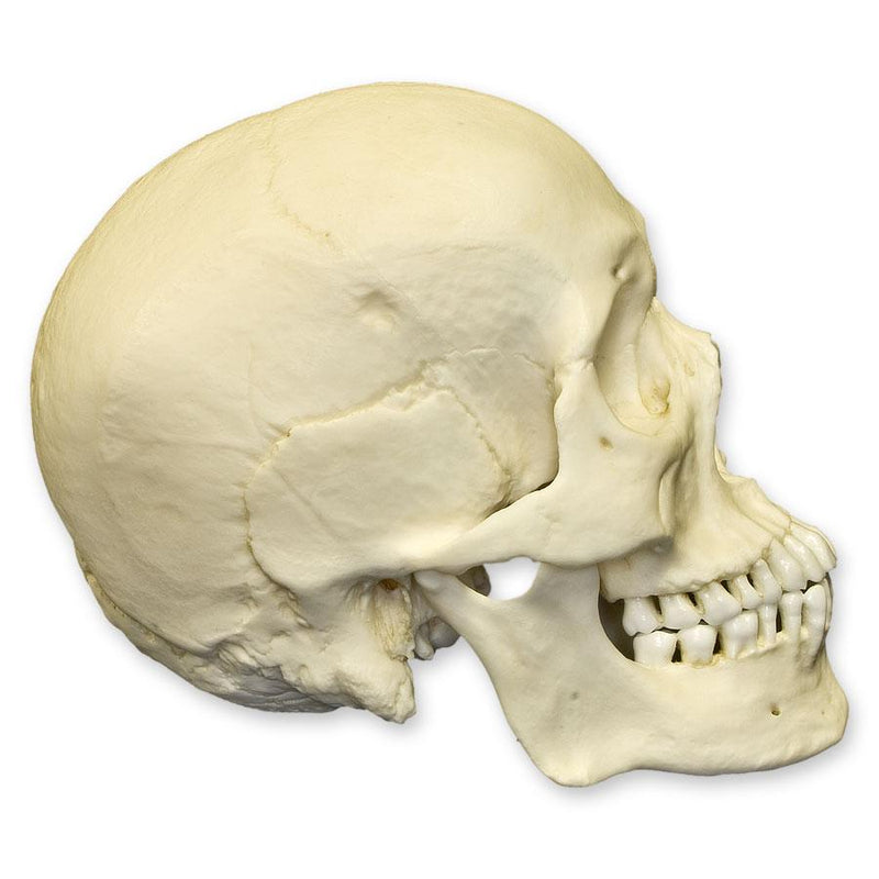 Replica Human Skull - Asian Male