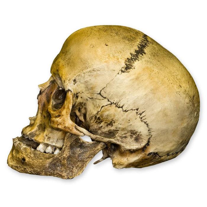 Replica Roman Gladiator Human Skull