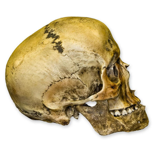 Replica Roman Gladiator Human Skull