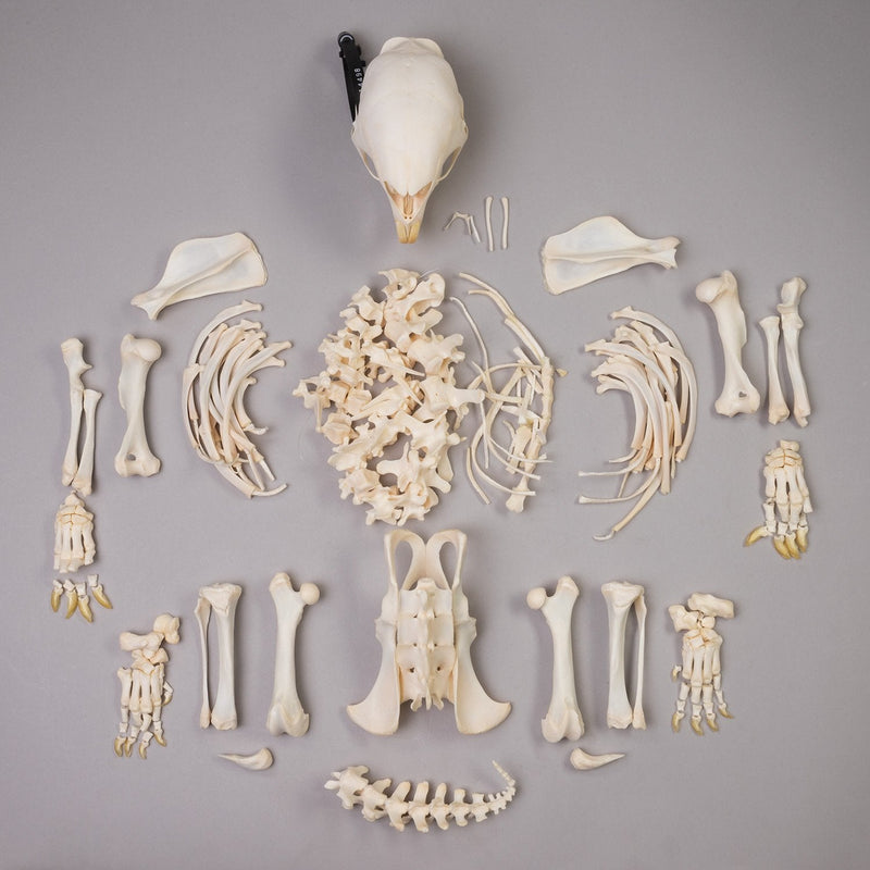 Real African Porcupine Skeleton - Disarticulated