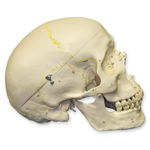 Replica Human Skull Numbered