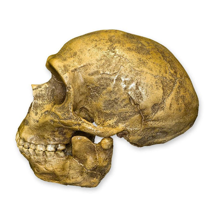 Replica Forbes Quarry Skull