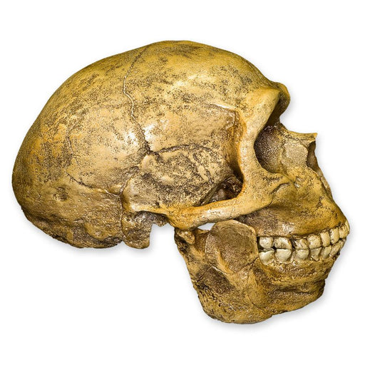 Replica Forbes Quarry Skull