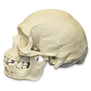 Replica Human Skull - Australian Aboriginal Male