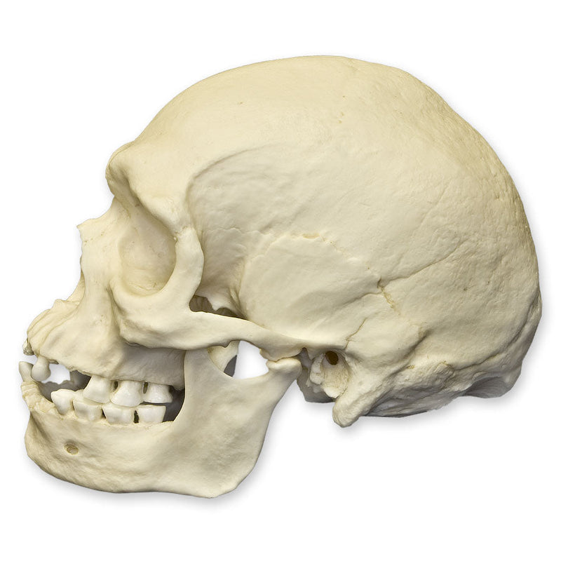 Replica Human Skull - Australian Aboriginal Male