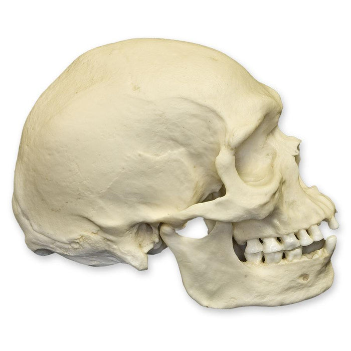 Replica Human Skull - Australian Aboriginal Male