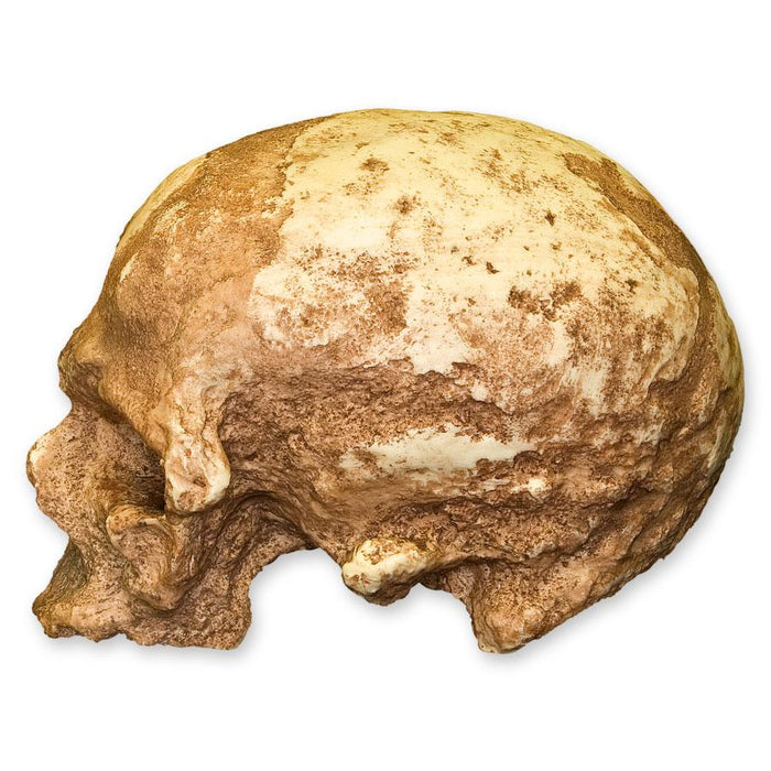 Replica Cro-Magnon 1 Skull
