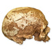 Replica Cro-Magnon 1 Skull