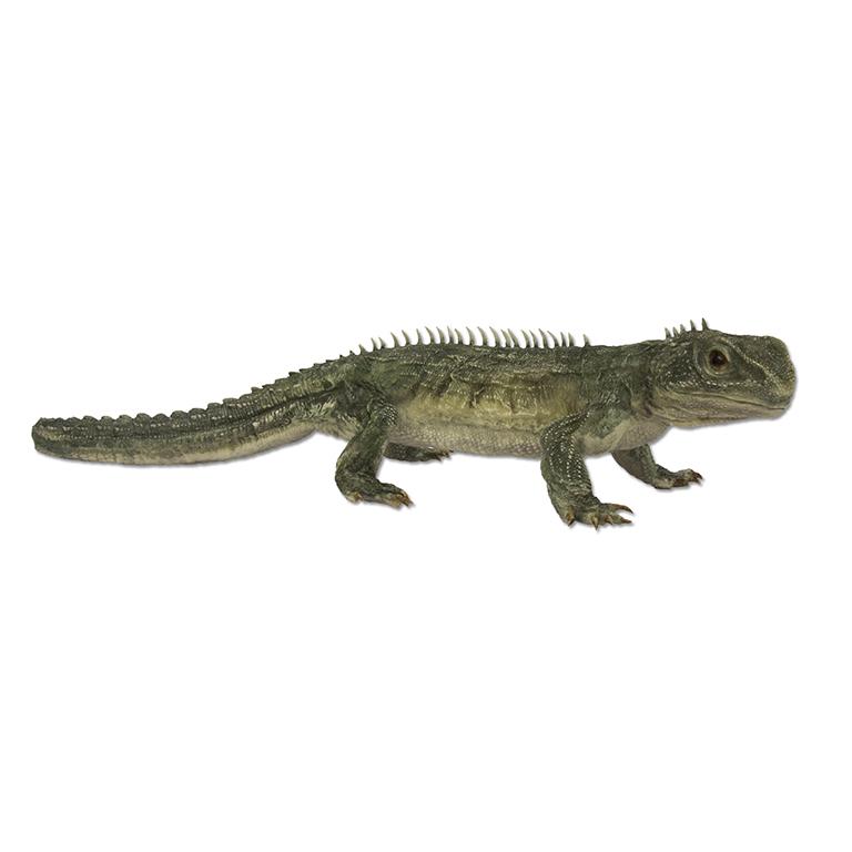 Replica Tuatara Life Cast