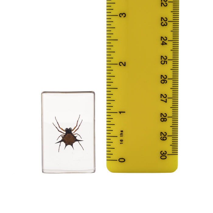 Real Spiny Spider Paperweight - Small