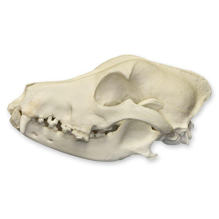 Real Domestic Dog Skull - Severe Periodontal