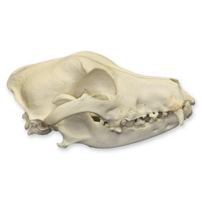 Real Domestic Dog Skull - Severe Periodontal