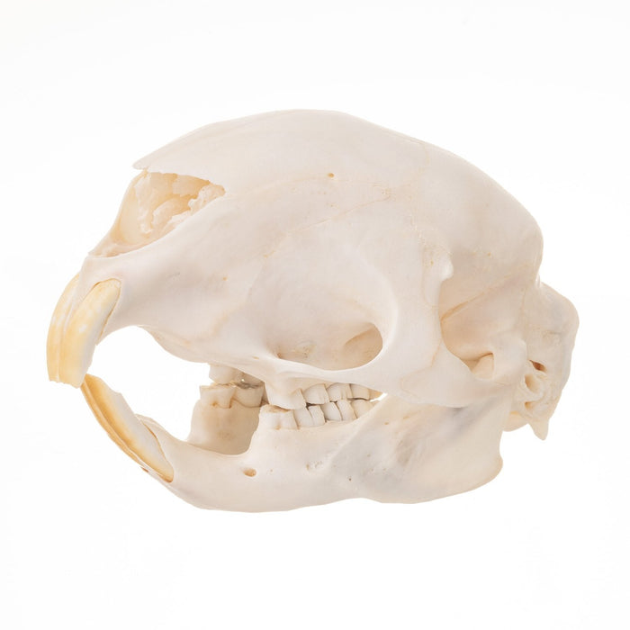 Real African Porcupine Skeleton