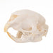Real African Porcupine Skeleton