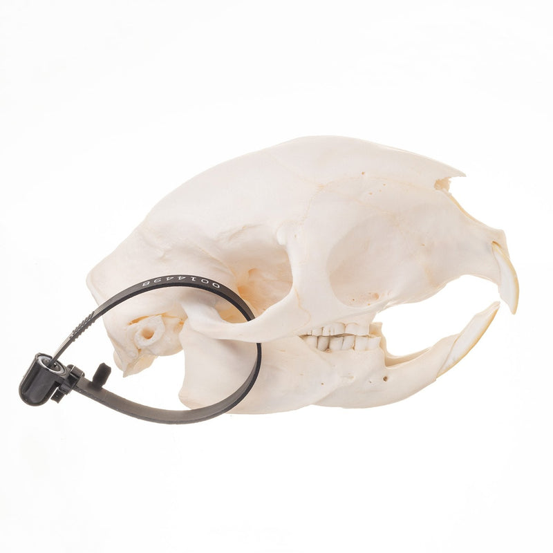 Real African Porcupine Skeleton - Disarticulated