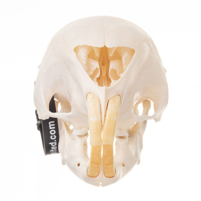 Real African Porcupine Skeleton