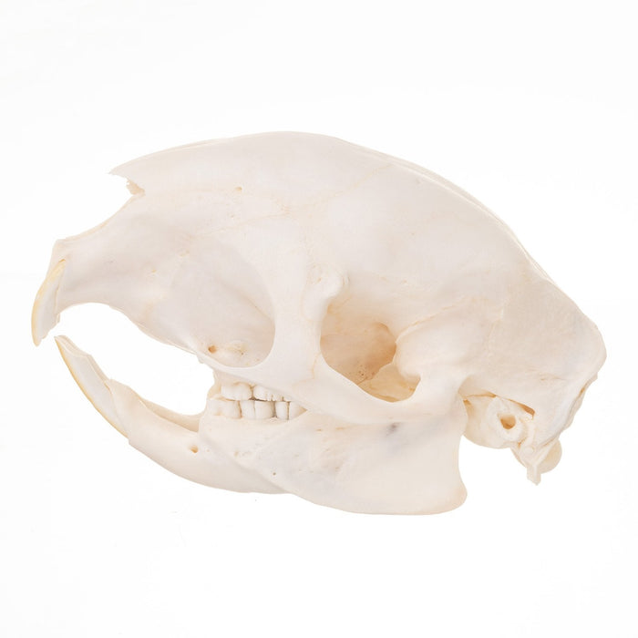 Real African Porcupine Skeleton