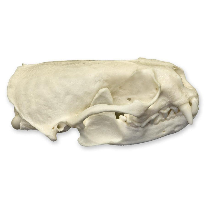 Real American River Otter Skull