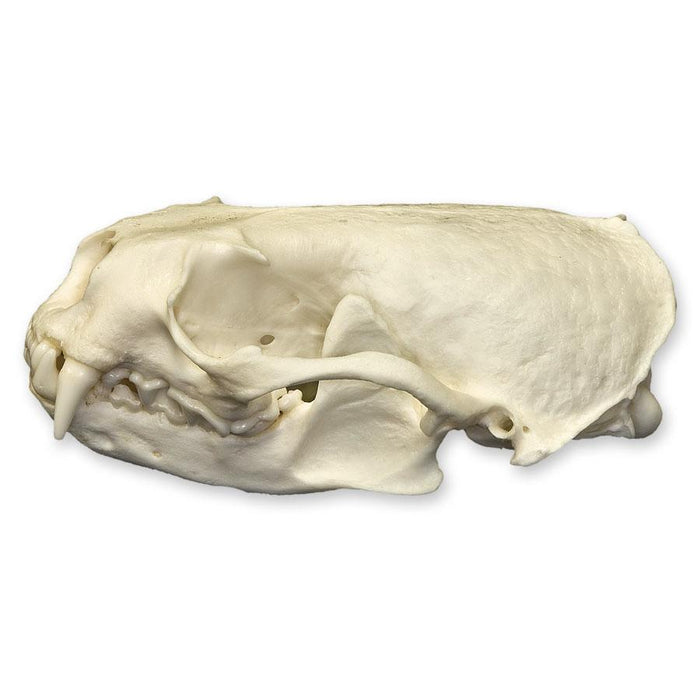 Real American River Otter Skull