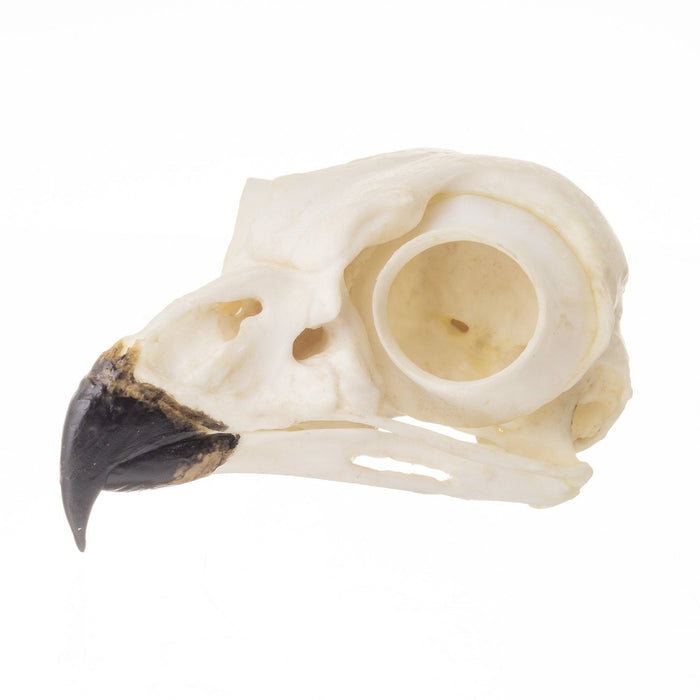 Replica Snowy Owl Skull