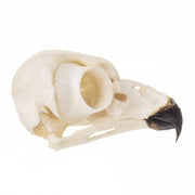 Replica Snowy Owl Skull