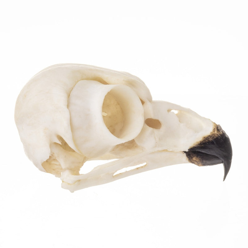 Replica Snowy Owl Skull