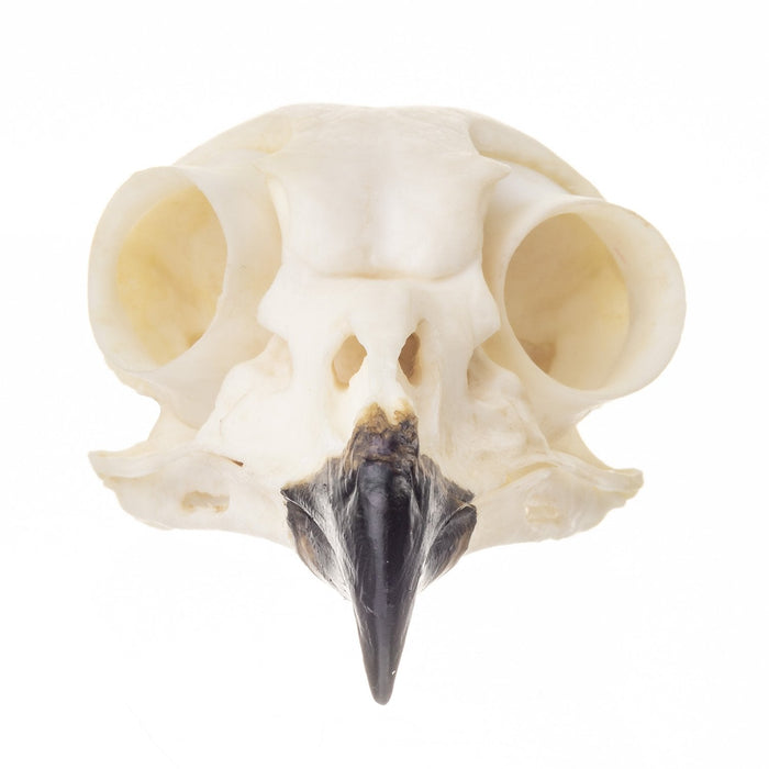 Replica Snowy Owl Skull