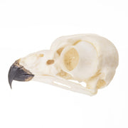 Replica Snowy Owl Skull