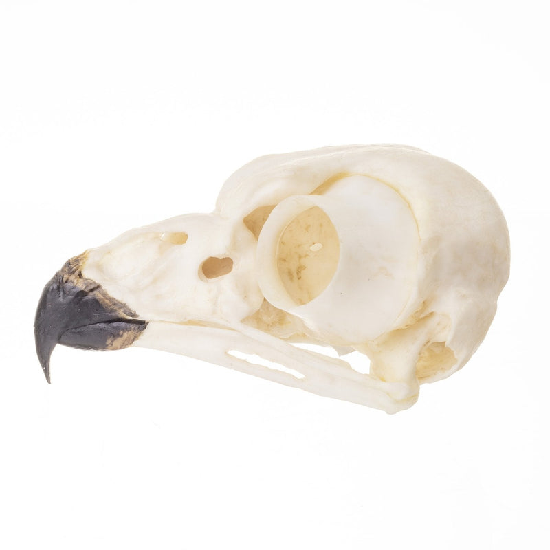 Replica Snowy Owl Skull